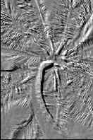    Photoshop 4
