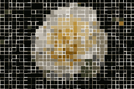      Photoshop  Illustrator
