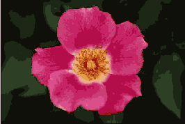      Photoshop  Illustrator
