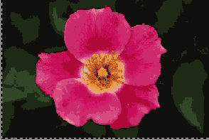      Photoshop  Illustrator

