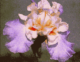      Photoshop  Illustrator
