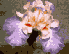      Photoshop  Illustrator
