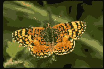      Photoshop  Illustrator
