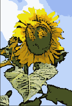      Photoshop  Illustrator
