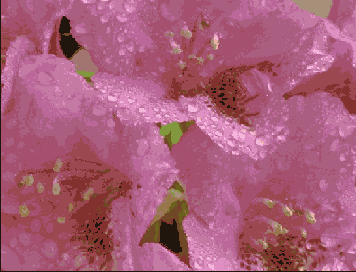 Photoshop  Illustrator
