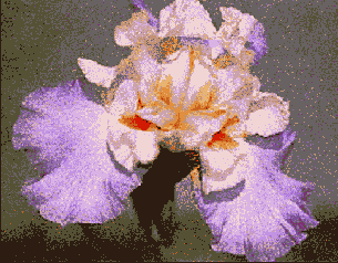 Photoshop  Illustrator

