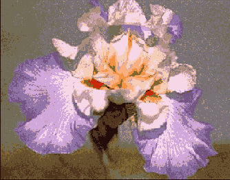 Photoshop  Illustrator
