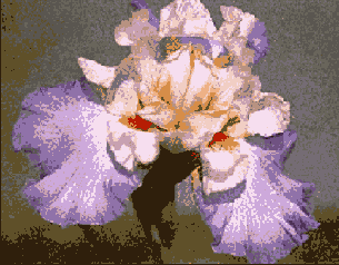 Photoshop  Illustrator
