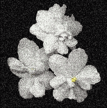 Photoshop  Illustrator
