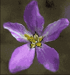 Photoshop  Illustrator
