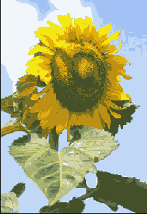 Photoshop  Illustrator
