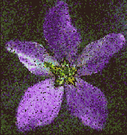 Photoshop  Illustrator
