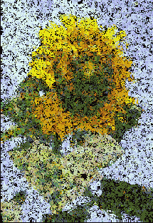 Photoshop  Illustrator
