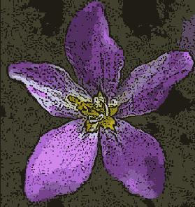 Photoshop  Illustrator
