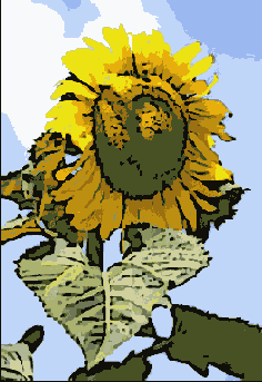 Photoshop  Illustrator

