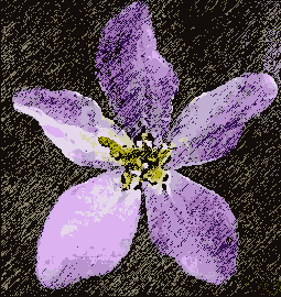 Photoshop  Illustrator
