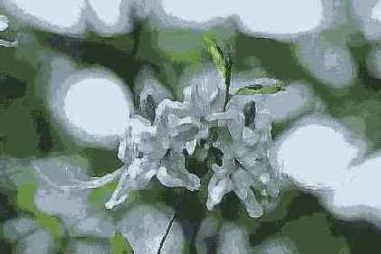 Paint Daubs ( )