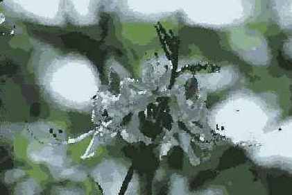 Palette Knife ()