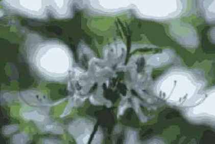 Gaussian Blur (  )