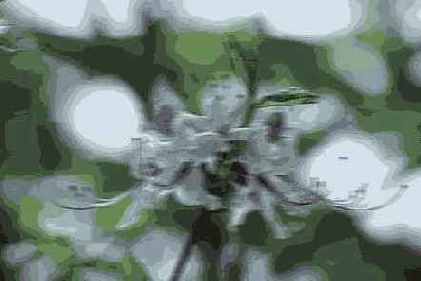 Motion Blur (  )