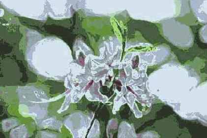 Accented Edges ( )