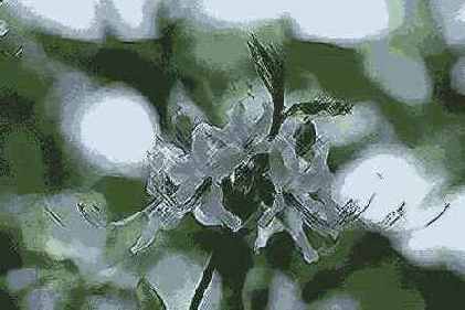 Crosshatch ( )