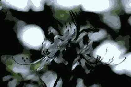 Dark Strokes ( )