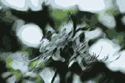 Sumi-e ( )
