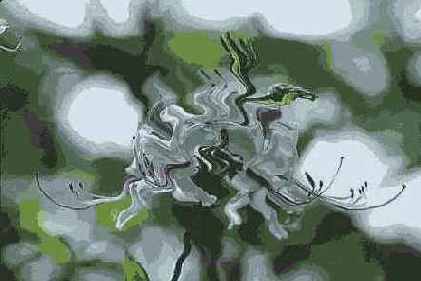   Distort 