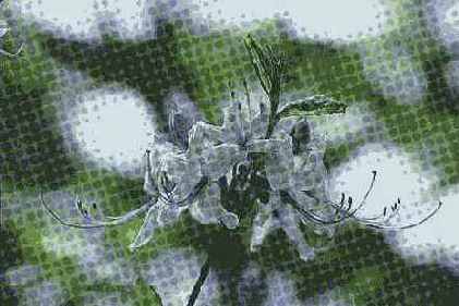 Color Halftone ( )