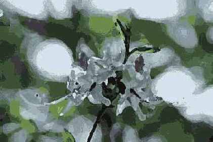 Dry Brush ( )