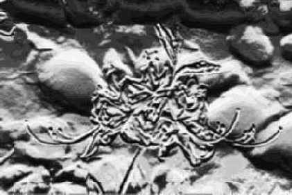 Bas Relief ()