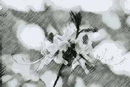 Charcoal ()