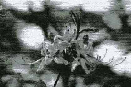 Conte Crayon ( )