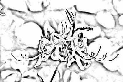 Photocopy ()