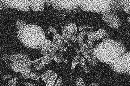 Reticulation ()