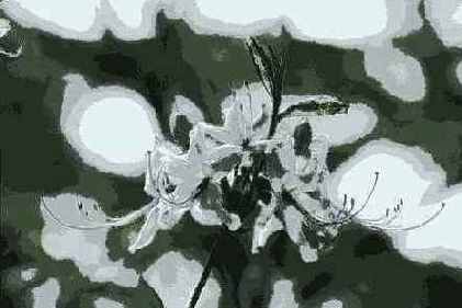 Torn Edges ( )