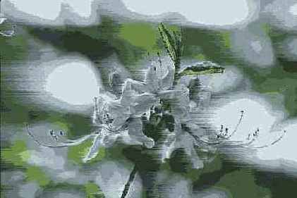 Wind ()